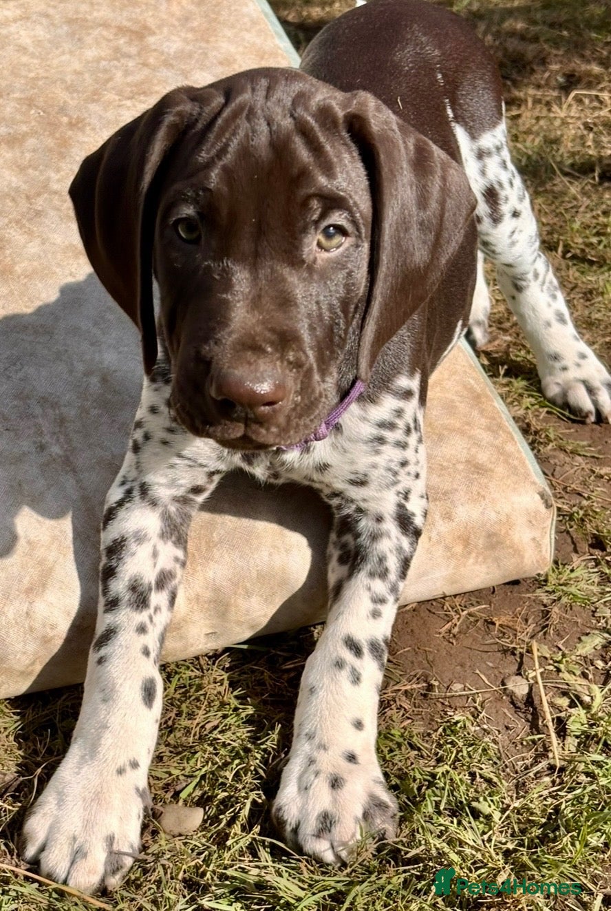 German Shorthaired Pointer dogs Stunning GSP Puppies 🏆 Champion Bloodlines - Advert 2