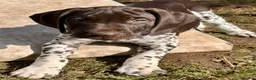 German Shorthaired Pointer dogs for sale: Healthy,Happy KC Registered GSP pups.  - Advert 10