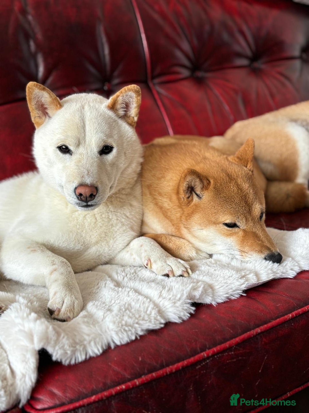 Japanese Shiba Inu dogs for sale: KC REGISTERED JAPANESE SHIBA INU PUPPY GIRL - Image 8
