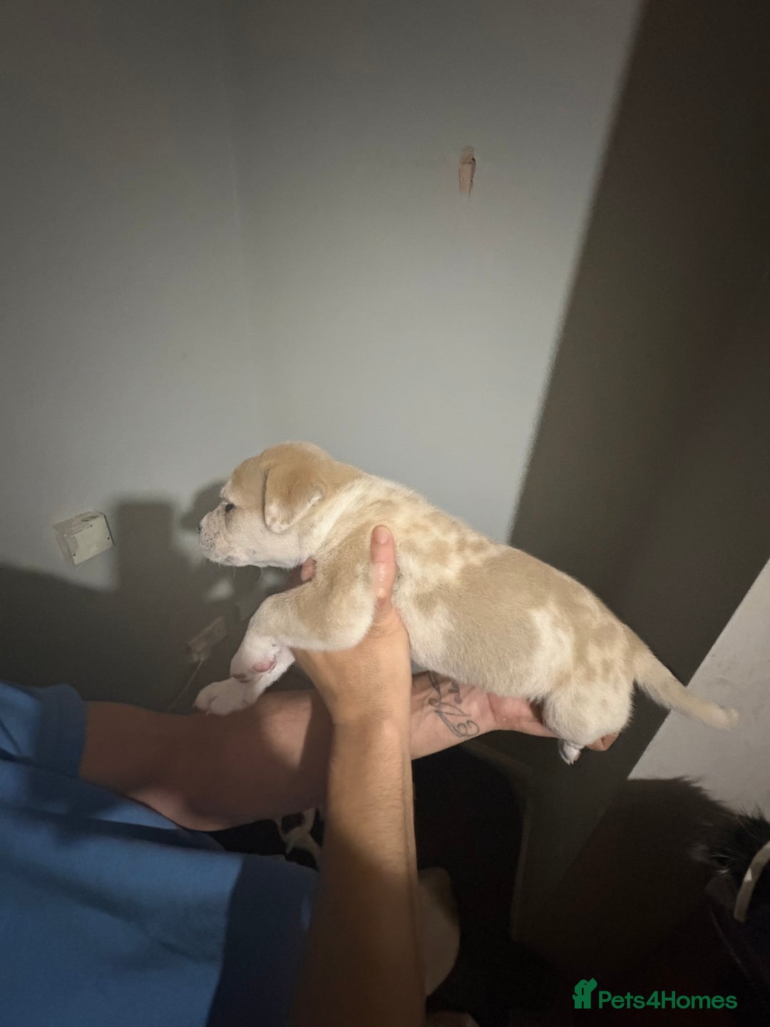 Mixed Breed dogs for sale: american akita  - Advert 8