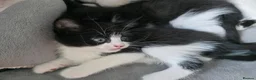 Mixed Breed cats for sale: 5 kittens - Advert 8
