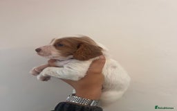Cocker Spaniel dogs for sale: Working Cocker Spaniel Puppies  - Image 3