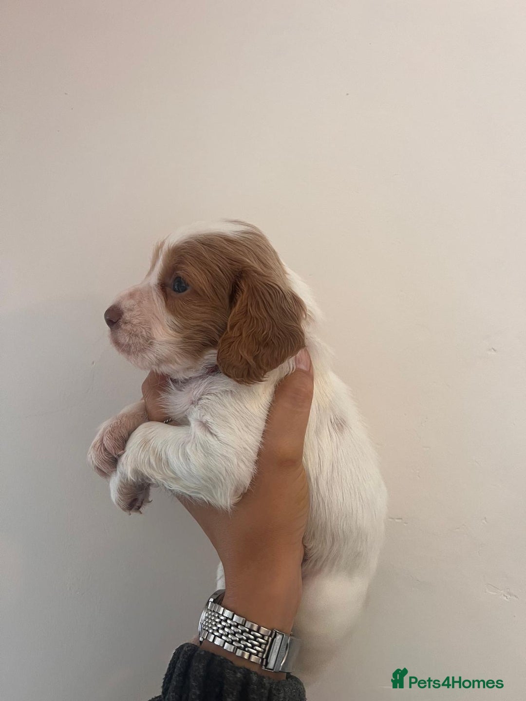 Cocker Spaniel dogs for sale: Working Cocker Spaniel Puppies  - Image 3