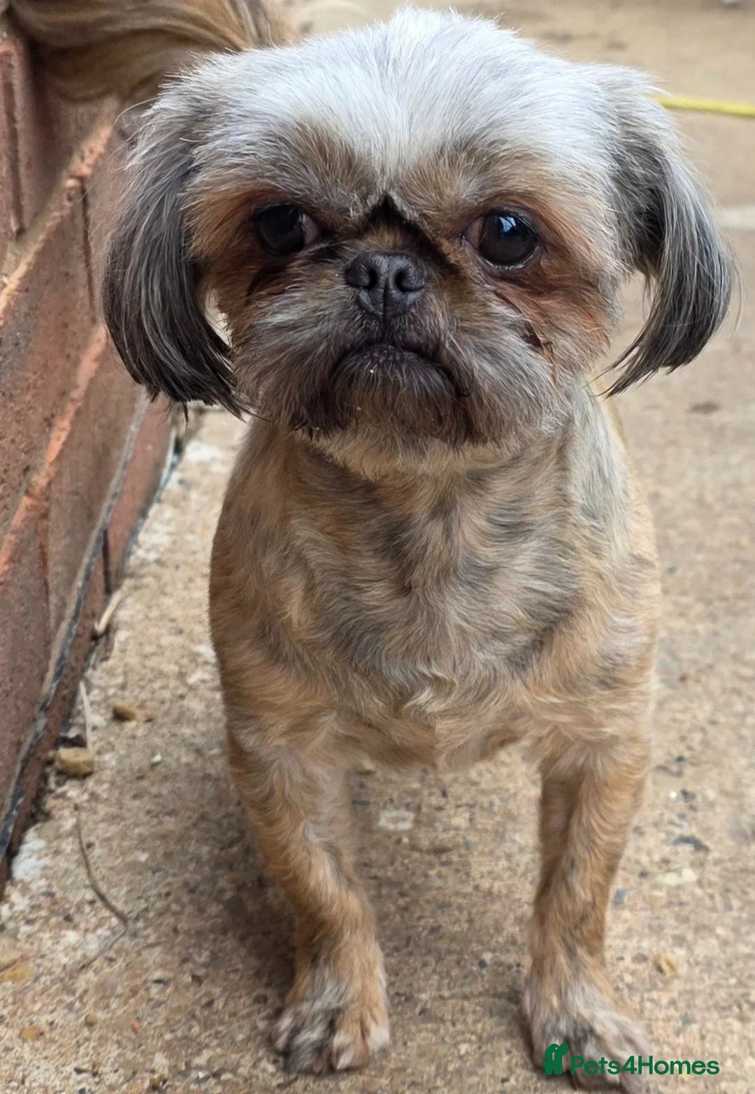 Shih Tzu dogs for sale: Stunning Tiny KC Reg Imperial Shih Tzu Boy - Advert 1