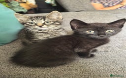 Mixed Breed cats for sale: Stunning kittens (3) - Image 15