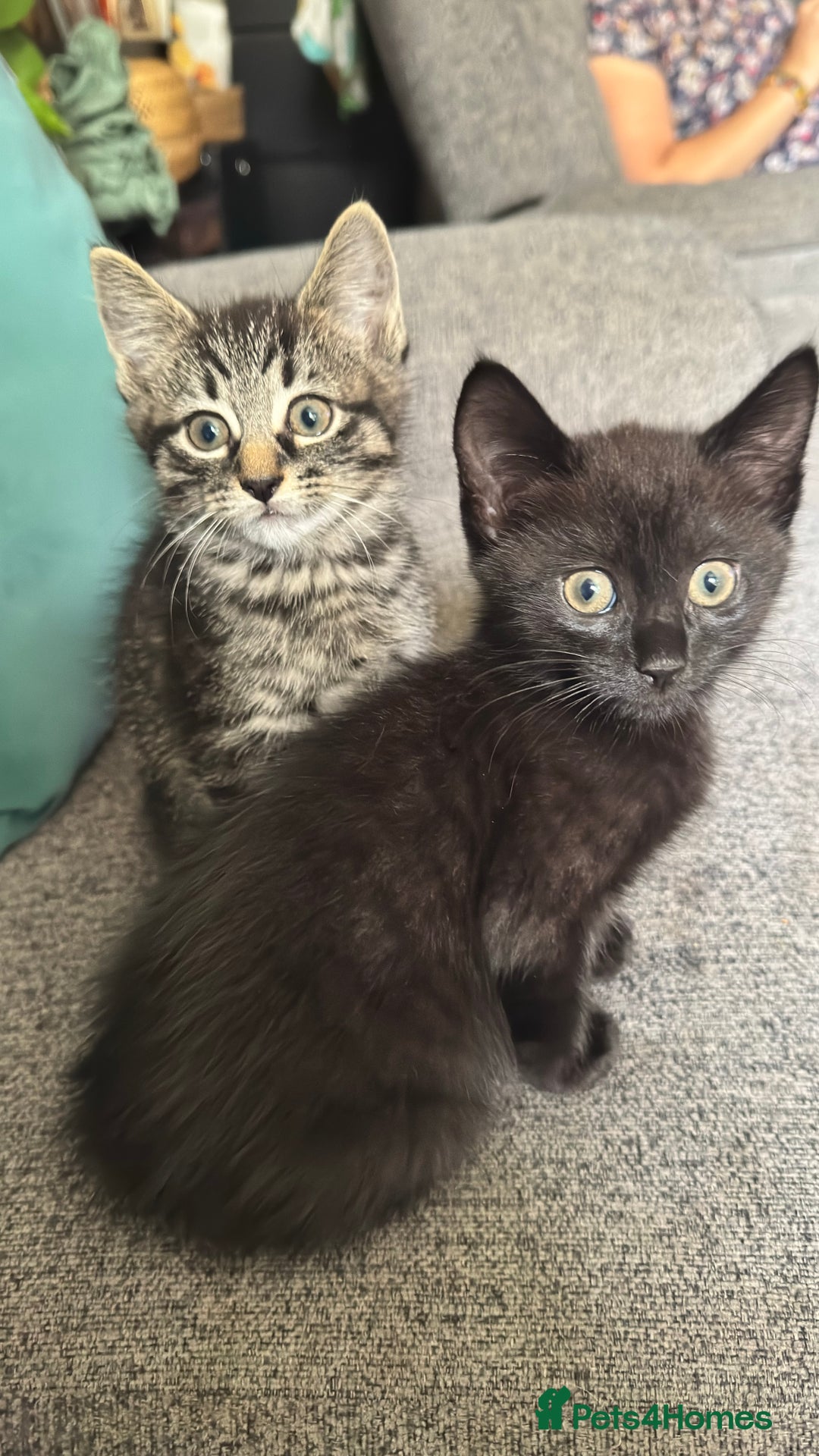 Mixed Breed cats for sale: Stunning kittens (3) - Image 15