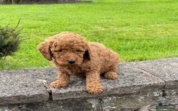 Miniature Poodle dogs for sale: Red Miniature Poodle puppies - Image 4