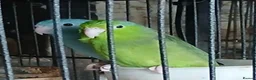 Mixed Breed birds for sale: Parrotlets Celestial  Parrotlets  - Advert 14