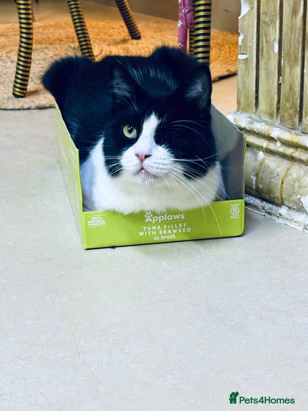 Mixed Breed cats for adoption: Lilian, the gorgeous one-eyed queen 👑  - Image 2