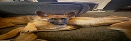 German Shepherd dogs for sale: 12 week old German shepherd puppies in Crook - Advert 18