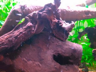 Platies fish Guppies - Advert 6