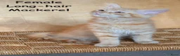 Mixed Breed cats for sale: Ginger kittens in Middlesbrough - Advert 9