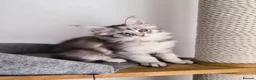 Maine Coon cats for sale: Purebred Maine Coon last girl ready now - Advert 10