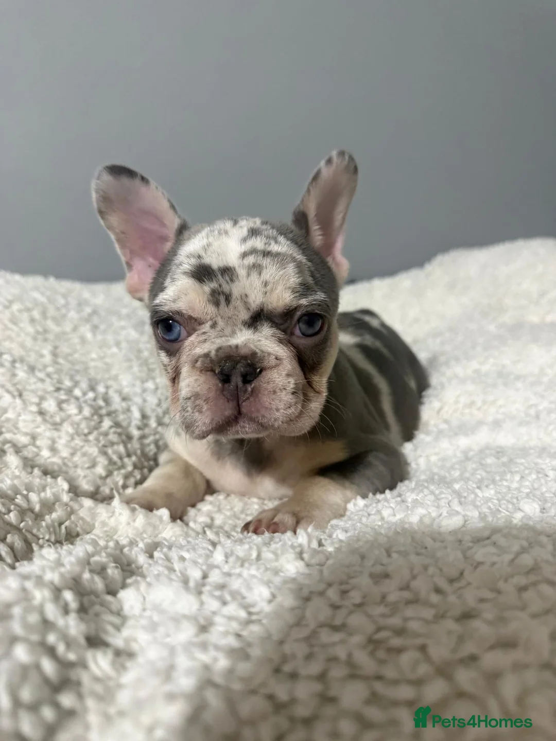 French Bulldog dogs for sale: 🐾 Merle French Bulldog Puppies 🐾 in Aberdeen - Advert 8