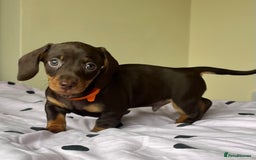 Miniature Dachshund dogs for sale: Miniature dachshunds READY for forever home 🐶🤎 - Image 22