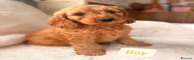 Cockapoo Puppy 3