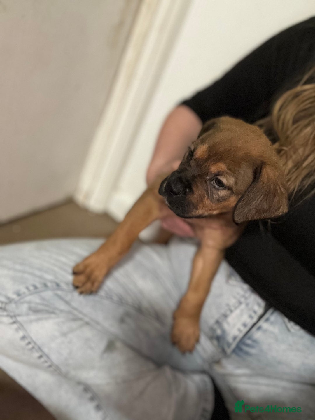 Mixed Breed dogs for sale: mastiffxrottweiler available now last 3 girls left - Advert 31