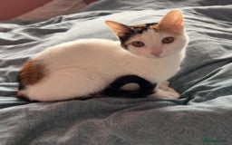 Arabian Mau cats for adoption: Molly Rocket - Image 4