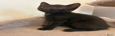 Mixed Breed Kitten 4