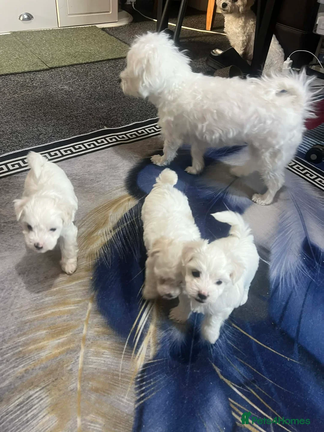 Maltese dogs for sale: Bichon Maltese toys  - Advert 1