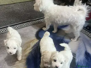 Maltese dogs Bichon Maltese toys - Advert 13