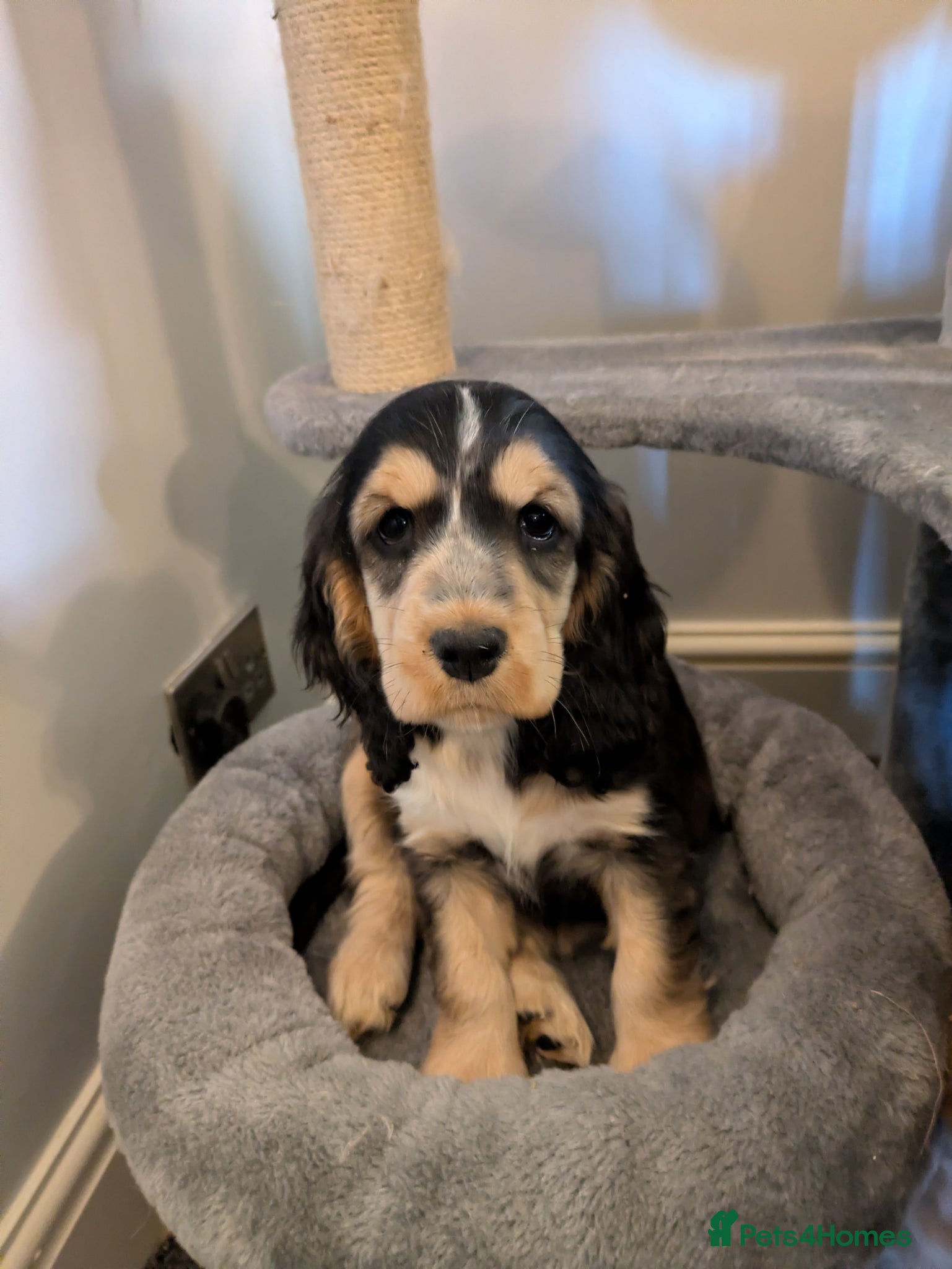 Cocker Spaniel dogs 1 girl Ready KC show cocker PRA FN tested - Advert 2