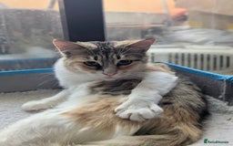 Mixed Breed cats for adoption: Maple is looking for home 🍁  - Image 2
