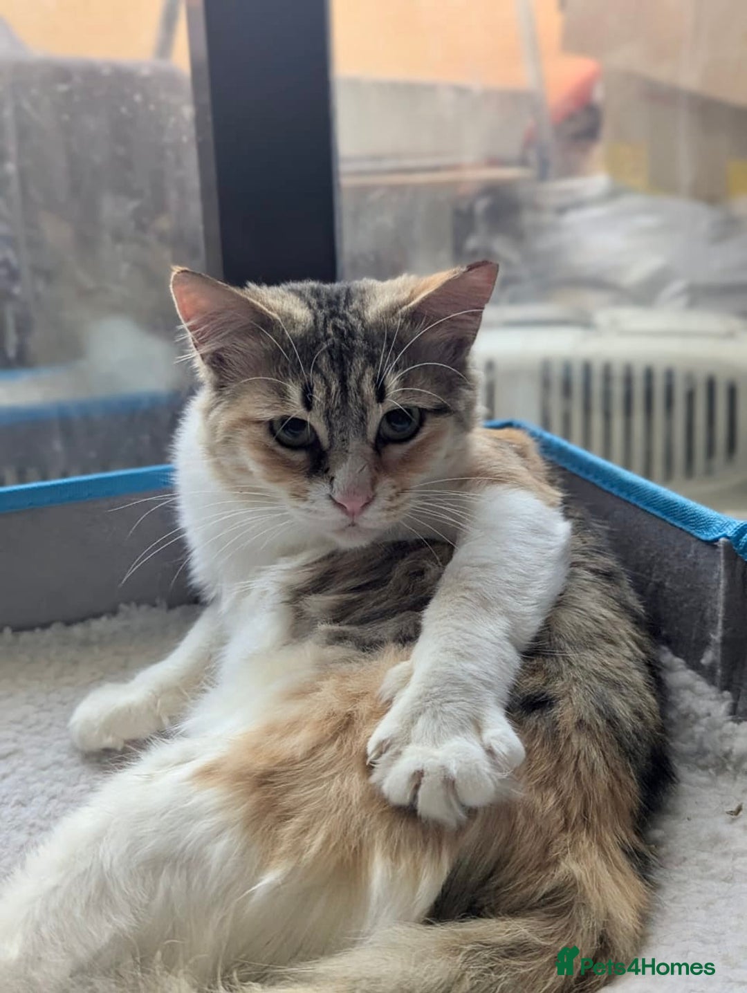 Mixed Breed cats for adoption: Maple is looking for home 🍁  - Image 2