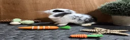 Mini Lop rabbits for sale: Minilop babies (2 girls & 2 boys)  - Advert 3
