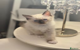 Ragdoll cats for sale: *** 3 Pure Ragdolls Kittens ready to leave *** - Image 2