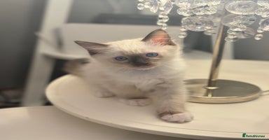 Ragdoll cats - Advert 10