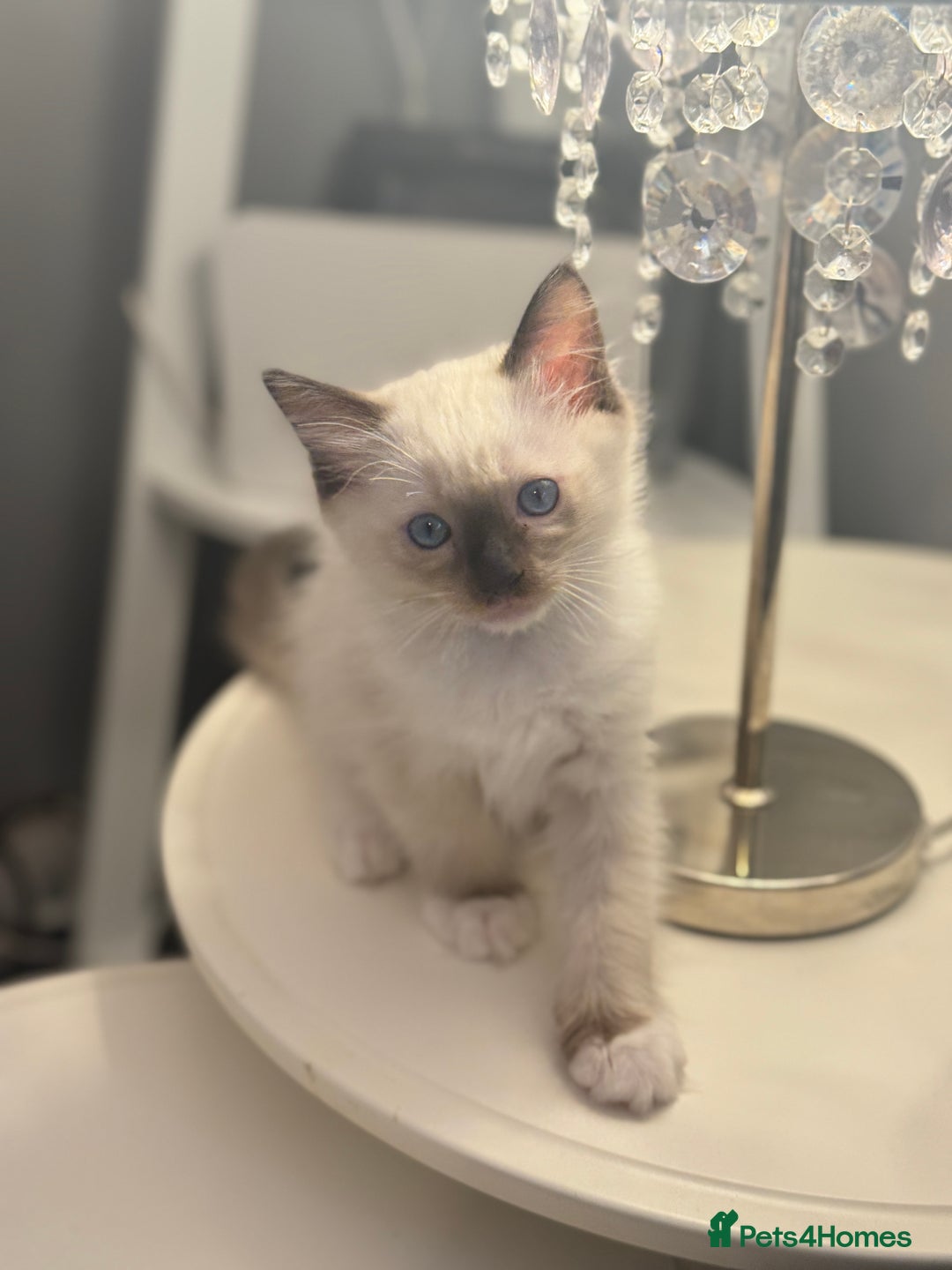 Ragdoll cats for sale: *** 3 Pure Ragdolls Kittens ready to leave *** - Image 2