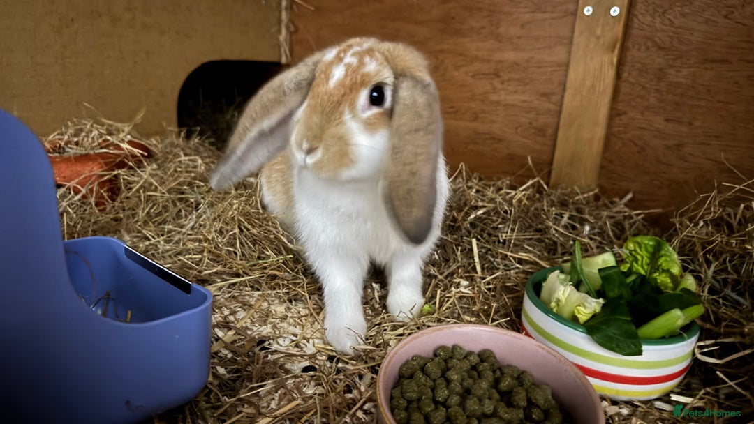 English Lop rabbits for sale: Thumper 🐰 - Image 1
