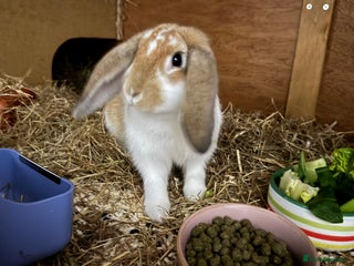 English Lop rabbits - Advert 1