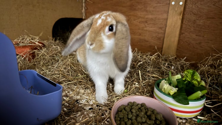 English Lop rabbits - Advert 1