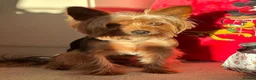 Yorkshire Terrier dogs for sale: Yorkshire Terrier Puppies for Sale - Advert 3