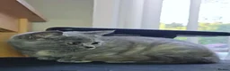 Scottish Fold cats for sale: TICA Vaccinated&Ready  toLeave SCOTTISH FOLD  - Advert 8