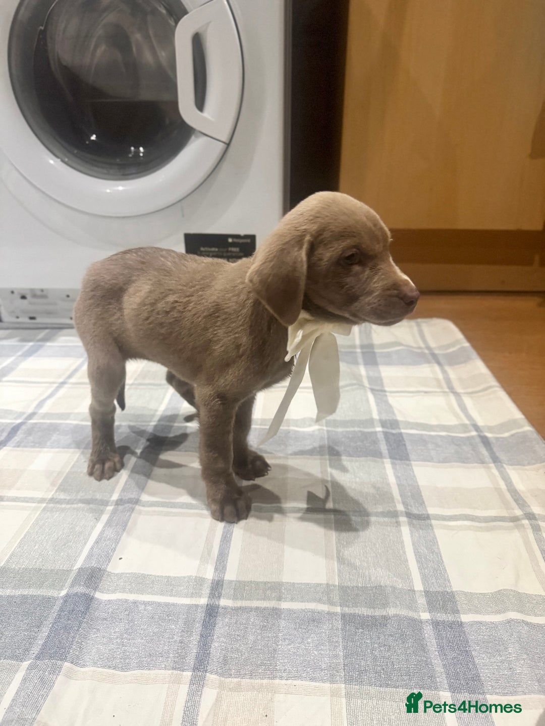 Labrador Retriever dogs for sale: KC SILVER & CHARCOAL Labrador Puppys  - Image 6