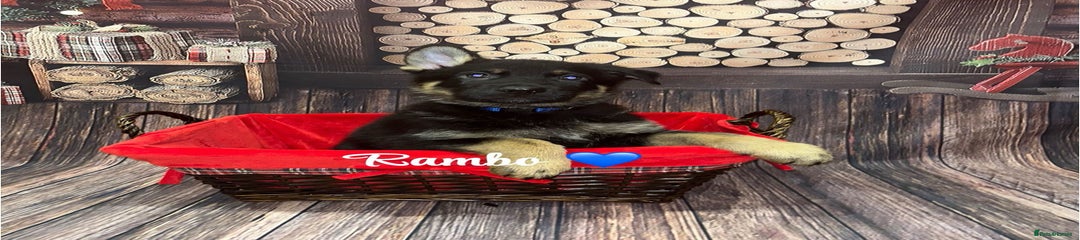 German Shepherd Rambo