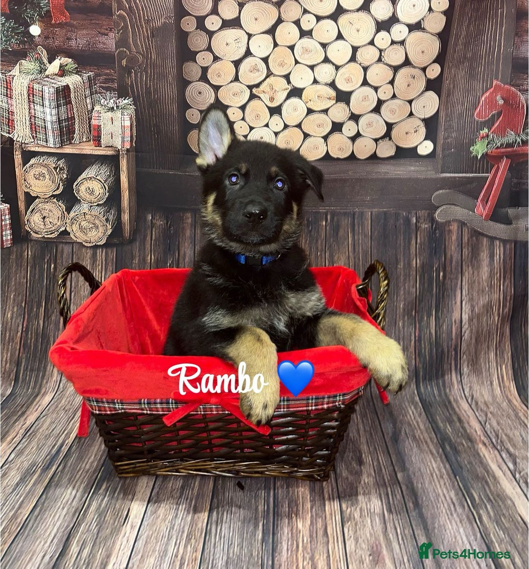 German Shepherd dogs for sale: German Shepherd pups Black&Sable..stunning litter! - Advert 7