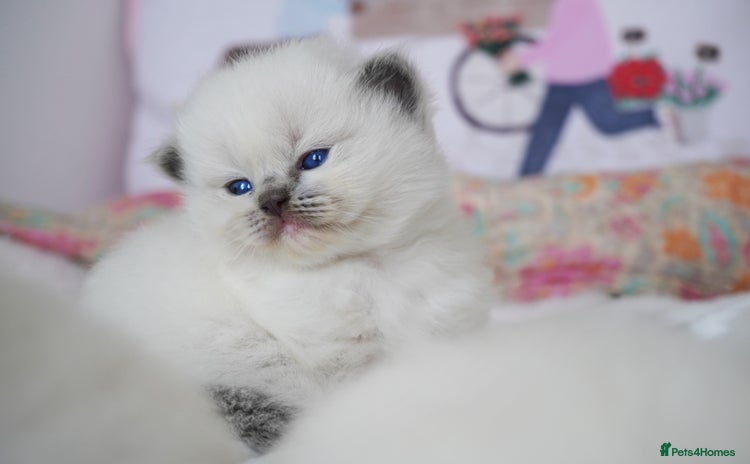Ragdoll cats - Advert 7