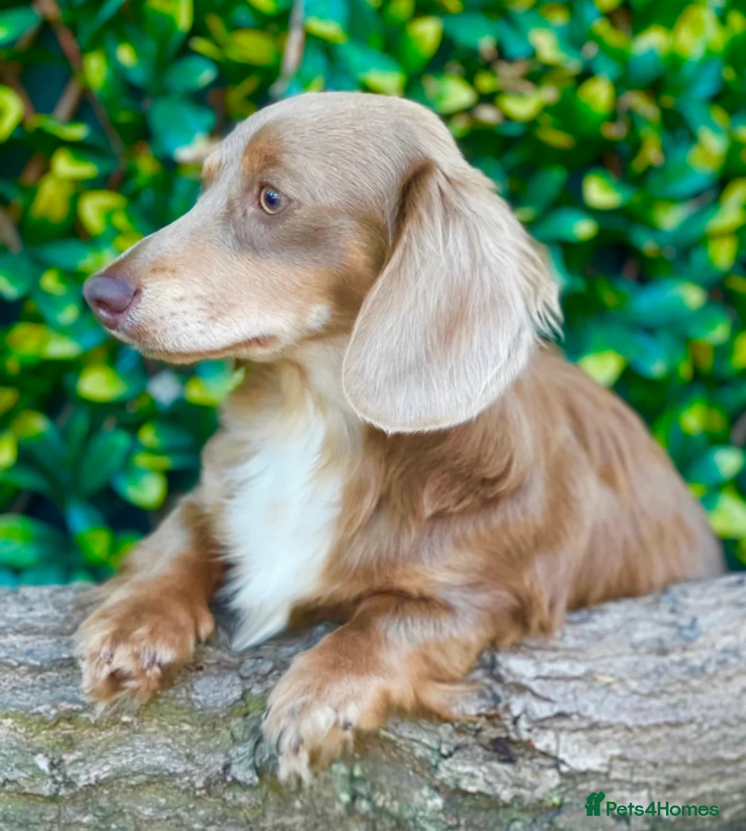 Miniature Dachshund dogs for stud: Award winning breeder-KC lilac/Isabella longcoat - Advert 1