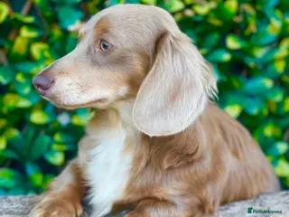 Miniature Dachshund dogs Award winning breeder-KC lilac/Isabella longcoat - Advert 3