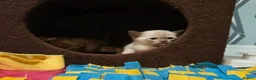 Burmese cats for sale: Outstanding Pedigree Burmese Kittens,Vet checked - Advert 13