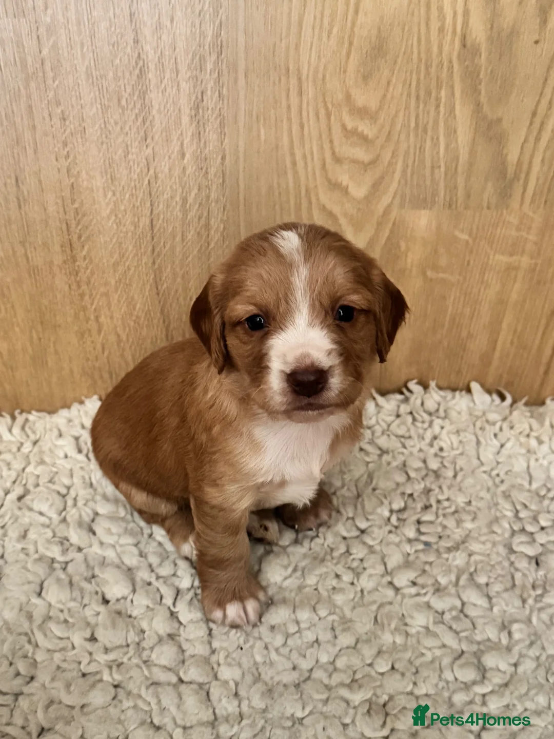Cocker Spaniel dogs for sale: Beautiful pedigree Cocker Spaniel puppies.  in Camelford - Advert 16