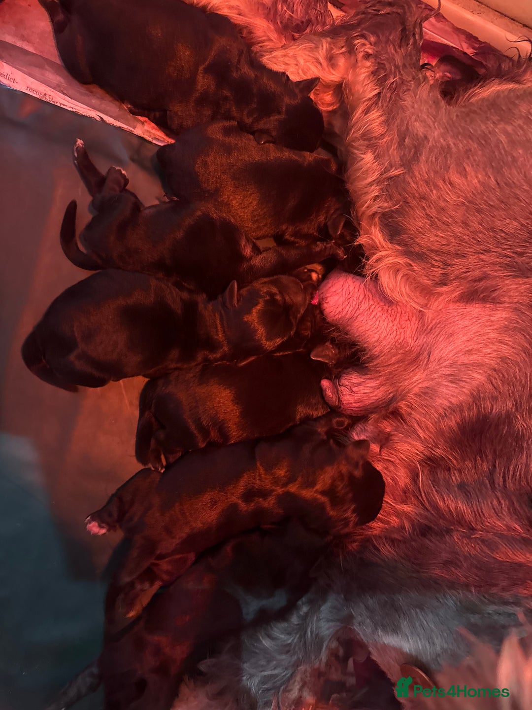 Miniature Schnauzer dogs for sale: KC MAC Quality Black Miniature schnauzers  - Advert 1