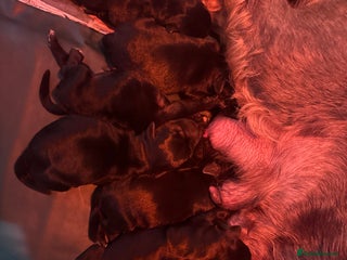 Miniature Schnauzer dogs KC MAC Quality Black Miniature schnauzers - Advert 15