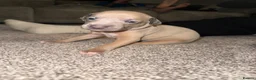 Italian Greyhound dogs for sale: Beautiful Italian Greyhound Puppies - Advert 7