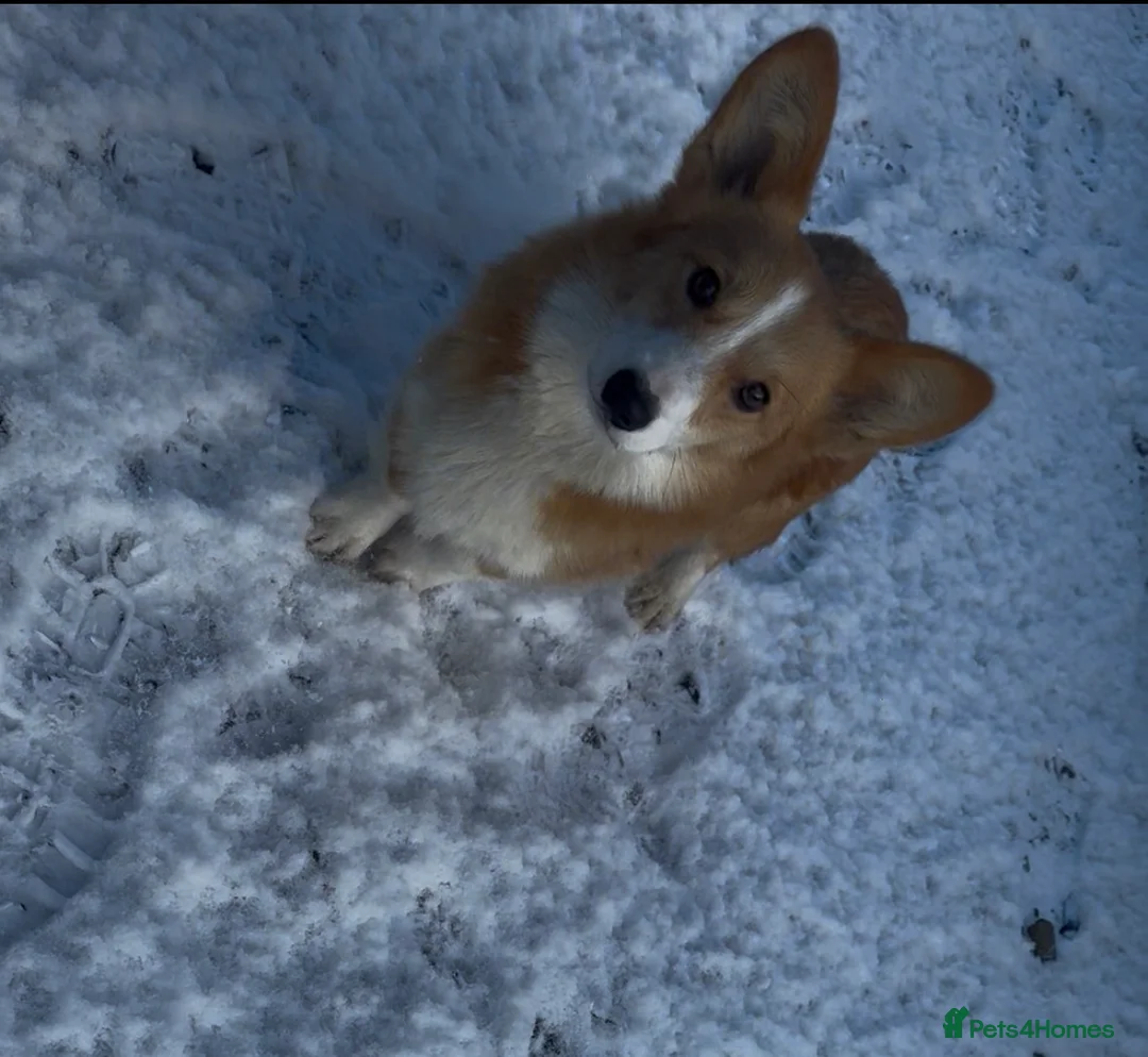 Welsh Corgi Pembroke dogs for sale: 2 girls/1 boy available! Kc Pembroke corgi puppies - Advert 16