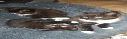 Mixed Breed cats for sale: Black and white kittens - Advert 4